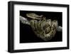 Python Reticulatus (Reticulated Python)-Paul Starosta-Framed Photographic Print