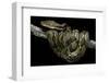 Python Reticulatus (Reticulated Python)-Paul Starosta-Framed Photographic Print