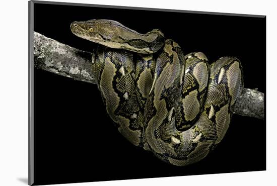 Python Reticulatus (Reticulated Python)-Paul Starosta-Mounted Photographic Print