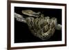 Python Reticulatus (Reticulated Python)-Paul Starosta-Framed Photographic Print