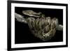 Python Reticulatus (Reticulated Python)-Paul Starosta-Framed Photographic Print