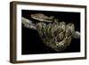 Python Reticulatus (Reticulated Python)-Paul Starosta-Framed Photographic Print