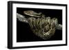 Python Reticulatus (Reticulated Python)-Paul Starosta-Framed Photographic Print