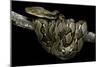 Python Reticulatus (Reticulated Python)-Paul Starosta-Mounted Photographic Print