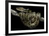 Python Reticulatus (Reticulated Python)-Paul Starosta-Framed Photographic Print