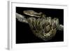 Python Reticulatus (Reticulated Python)-Paul Starosta-Framed Photographic Print