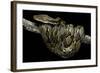 Python Reticulatus (Reticulated Python)-Paul Starosta-Framed Photographic Print