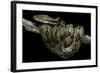 Python Reticulatus (Reticulated Python)-Paul Starosta-Framed Photographic Print