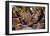 Python Reticulatus (Reticulated Python)-Paul Starosta-Framed Photographic Print