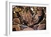 Python Reticulatus (Reticulated Python)-Paul Starosta-Framed Photographic Print