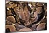 Python Reticulatus (Reticulated Python)-Paul Starosta-Mounted Photographic Print