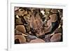 Python Reticulatus (Reticulated Python)-Paul Starosta-Framed Photographic Print