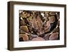 Python Reticulatus (Reticulated Python)-Paul Starosta-Framed Photographic Print