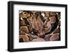 Python Reticulatus (Reticulated Python)-Paul Starosta-Framed Photographic Print