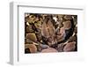 Python Reticulatus (Reticulated Python)-Paul Starosta-Framed Photographic Print