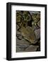 Python Reticulatus (Reticulated Python)-Paul Starosta-Framed Photographic Print