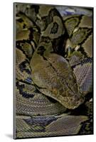 Python Reticulatus (Reticulated Python)-Paul Starosta-Mounted Photographic Print