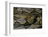 Python Reticulatus (Reticulated Python)-Paul Starosta-Framed Photographic Print