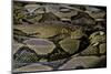 Python Reticulatus (Reticulated Python)-Paul Starosta-Mounted Photographic Print