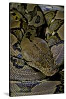 Python Reticulatus (Reticulated Python)-Paul Starosta-Stretched Canvas