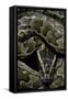 Python Sebae (African Rock Python)-Paul Starosta-Framed Stretched Canvas