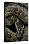 Python Sebae (African Rock Python)-Paul Starosta-Stretched Canvas