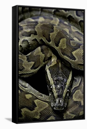 Python Sebae (African Rock Python)-Paul Starosta-Framed Stretched Canvas