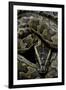 Python Sebae (African Rock Python)-Paul Starosta-Framed Premium Photographic Print