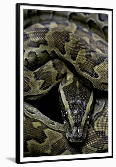 Python Sebae (African Rock Python)-Paul Starosta-Framed Premium Photographic Print