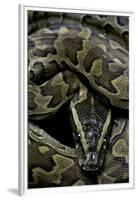 Python Sebae (African Rock Python)-Paul Starosta-Framed Premium Photographic Print