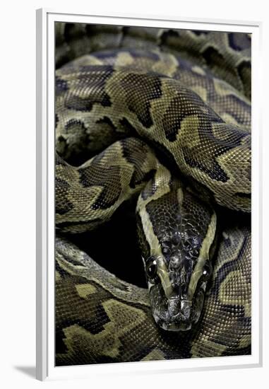 Python Sebae (African Rock Python)-Paul Starosta-Framed Premium Photographic Print