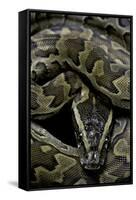 Python Sebae (African Rock Python)-Paul Starosta-Framed Stretched Canvas