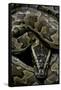 Python Sebae (African Rock Python)-Paul Starosta-Framed Stretched Canvas