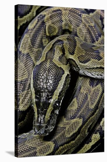 Python Sebae (African Rock Python)-Paul Starosta-Stretched Canvas