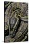 Python Sebae (African Rock Python)-Paul Starosta-Stretched Canvas