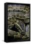 Python Sebae (African Rock Python)-Paul Starosta-Framed Stretched Canvas