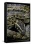 Python Sebae (African Rock Python)-Paul Starosta-Framed Stretched Canvas