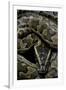 Python Sebae (African Rock Python)-Paul Starosta-Framed Photographic Print