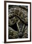 Python Sebae (African Rock Python)-Paul Starosta-Framed Photographic Print