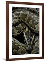 Python Sebae (African Rock Python)-Paul Starosta-Framed Photographic Print