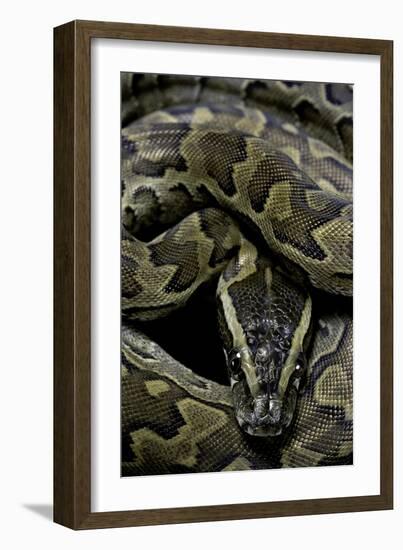 Python Sebae (African Rock Python)-Paul Starosta-Framed Photographic Print