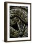 Python Sebae (African Rock Python)-Paul Starosta-Framed Photographic Print