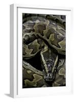 Python Sebae (African Rock Python)-Paul Starosta-Framed Photographic Print