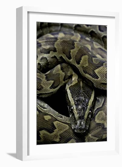 Python Sebae (African Rock Python)-Paul Starosta-Framed Photographic Print