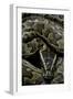 Python Sebae (African Rock Python)-Paul Starosta-Framed Photographic Print