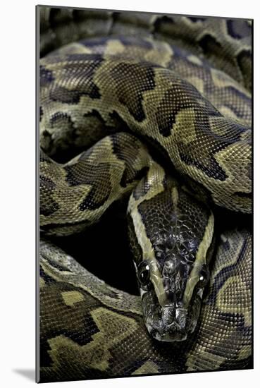 Python Sebae (African Rock Python)-Paul Starosta-Mounted Photographic Print