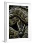 Python Sebae (African Rock Python)-Paul Starosta-Framed Photographic Print