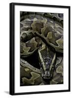 Python Sebae (African Rock Python)-Paul Starosta-Framed Photographic Print