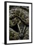 Python Sebae (African Rock Python)-Paul Starosta-Framed Photographic Print