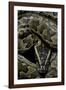 Python Sebae (African Rock Python)-Paul Starosta-Framed Photographic Print